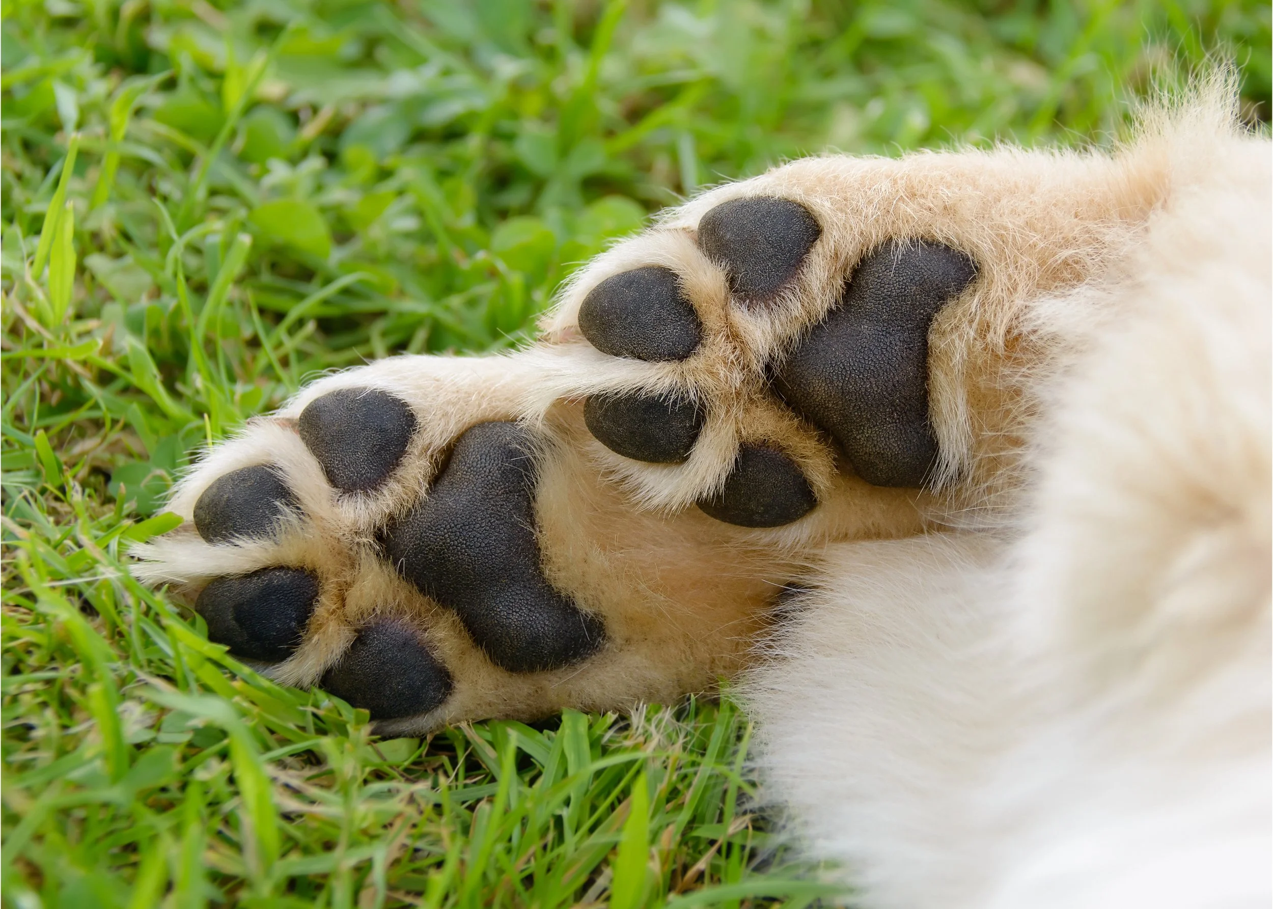 paws image