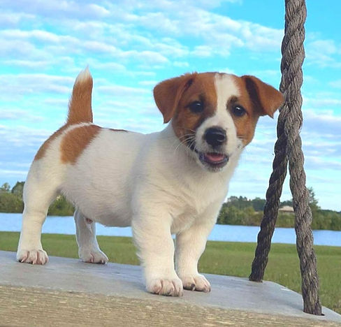 jack russell terrier for sale near me under $500