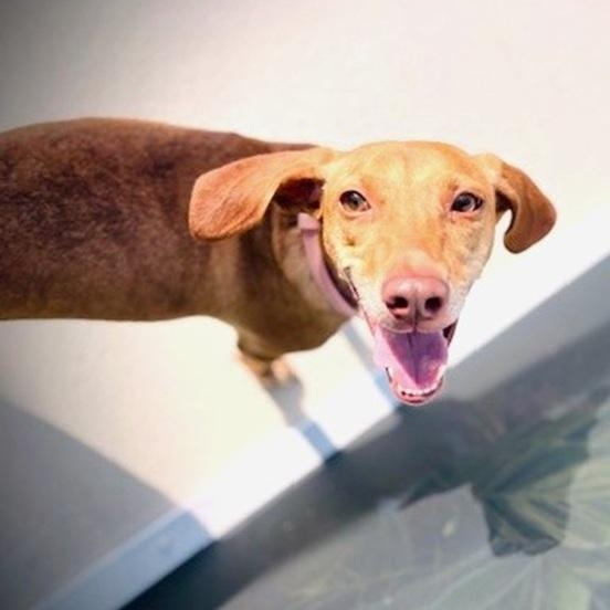 petfinder palm harbor