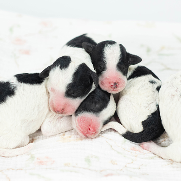 sheepadoodle puppies florida