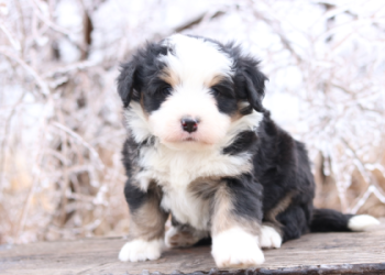bernedoodle puppies washington