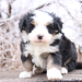 bernedoodle puppies washington
