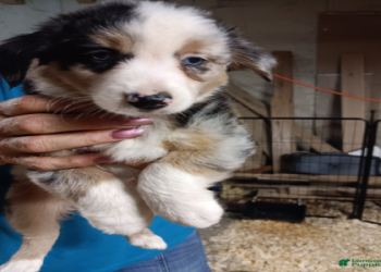 australian shepherd for sale illinois
