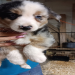 australian shepherd for sale illinois