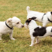 puppies terriers