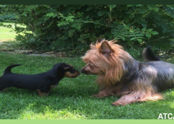 australian terrier rescue australia