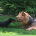 australian terrier rescue australia