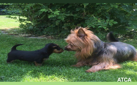 australian terrier rescue australia