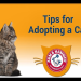 adopt-a-cat