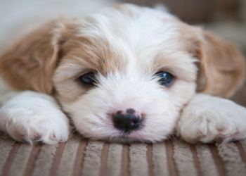 puppies.com michigan