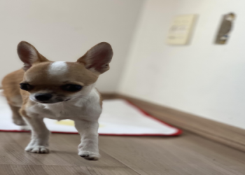 chihuahua for sale nj