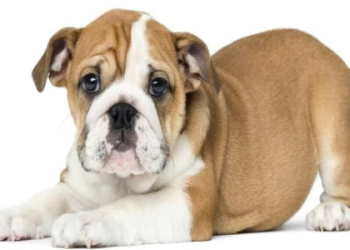 english bulldog puppies illinois