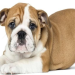 english bulldog puppies illinois