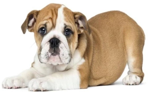 english bulldog puppies illinois
