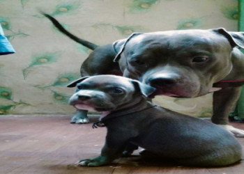 pitbull dog puppy price in india