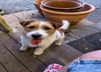 jack russell terrier for sale near me under $500