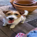 jack russell terrier for sale near me under $500