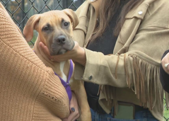 dog rehoming services