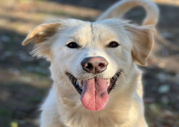 petfinder com dog adoption