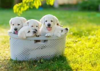 find a puppy for sale