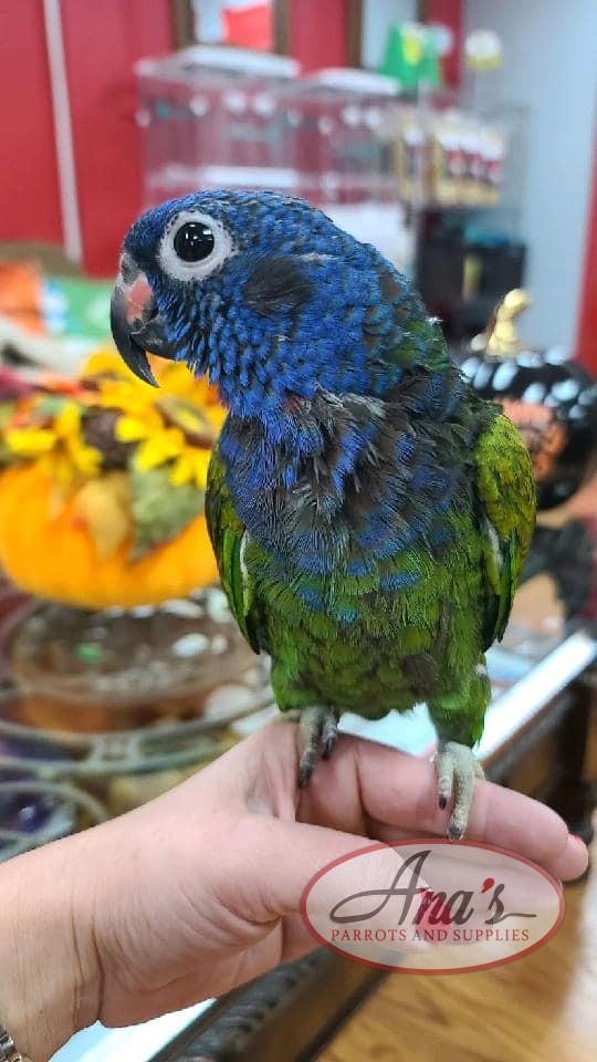 pionus parrots for sale