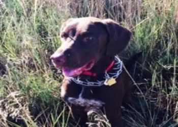 adopt spaniel near me