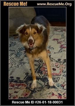 tennessee australian shepherd rescue