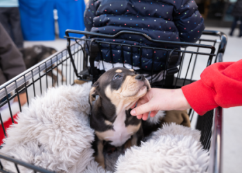 petsmart closest to me