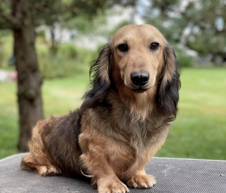 michigan dachshund breeders