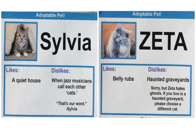 funny cat adoption profiles