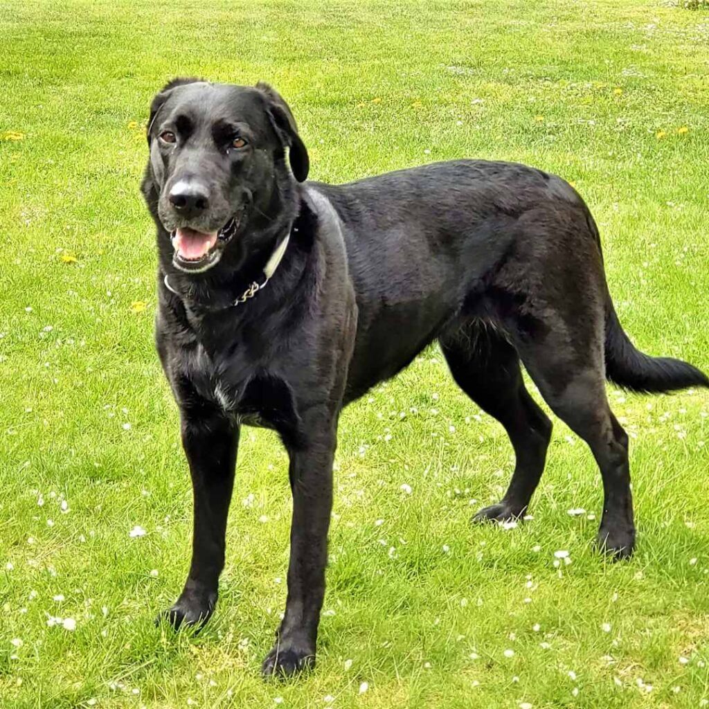 lab x german shepherd