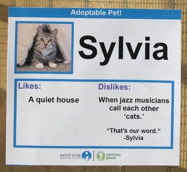 funny cat adoption profiles