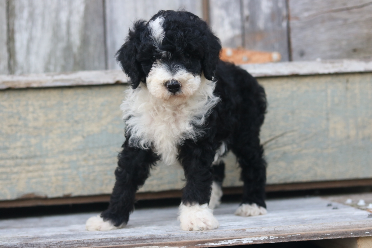 toy sheepadoodle