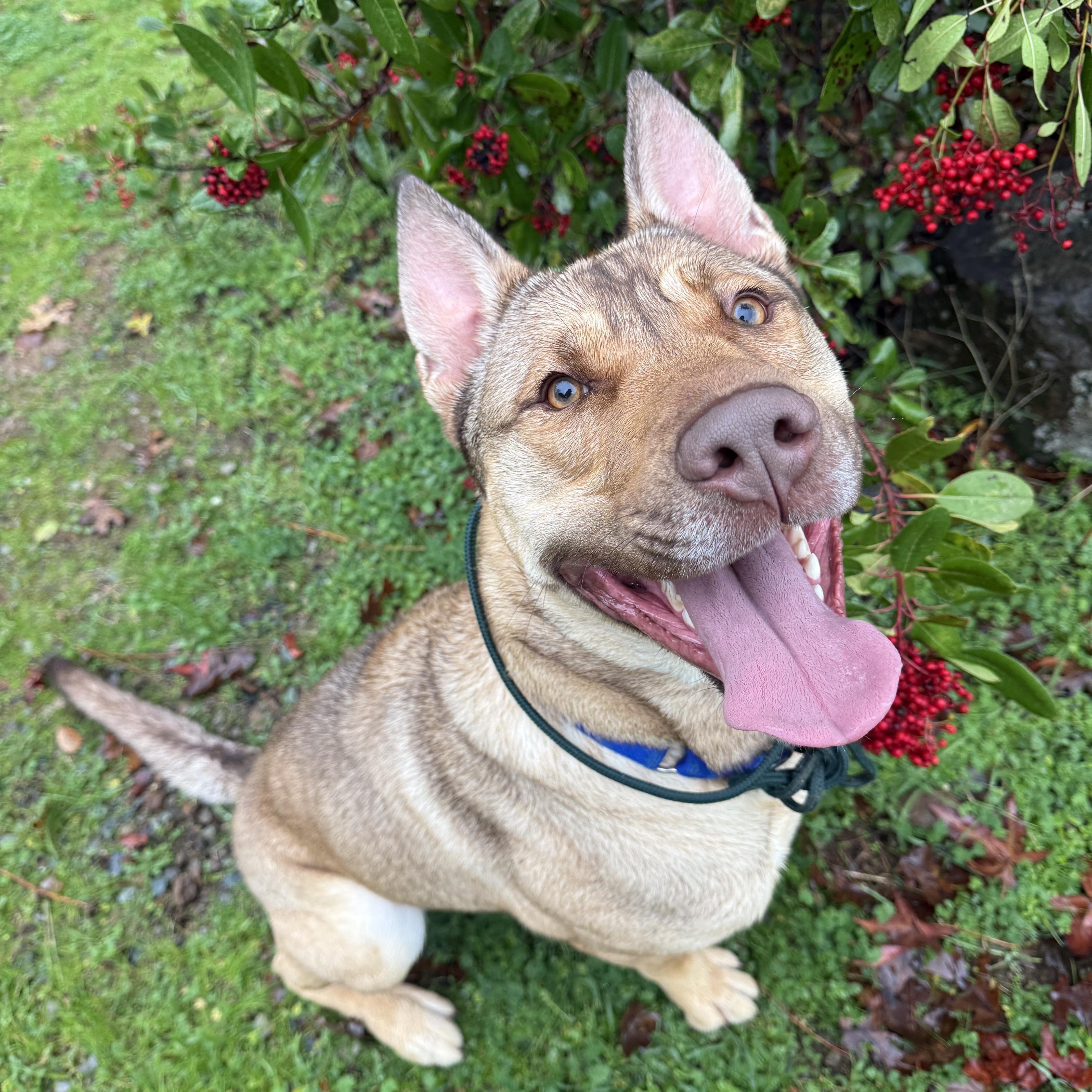 petfinder grass valley