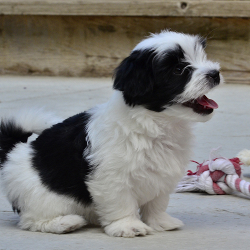 retired havanese for adoption
