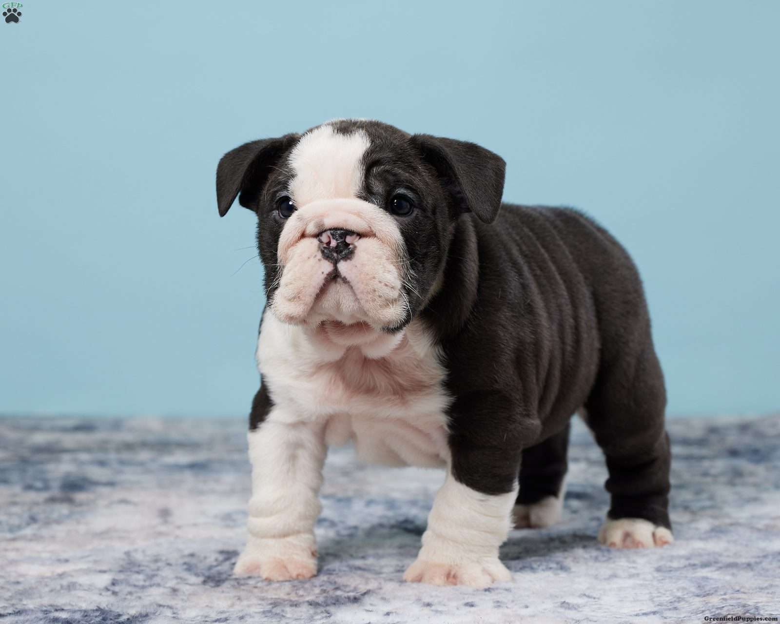 mini english bulldog for sale near me