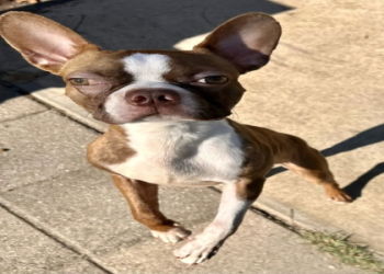 boston terrier for sale in texas