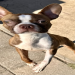 boston terrier for sale in texas