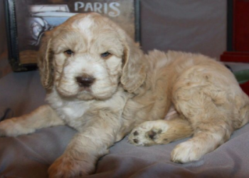 clumber spaniel for adoption