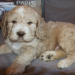 clumber spaniel for adoption