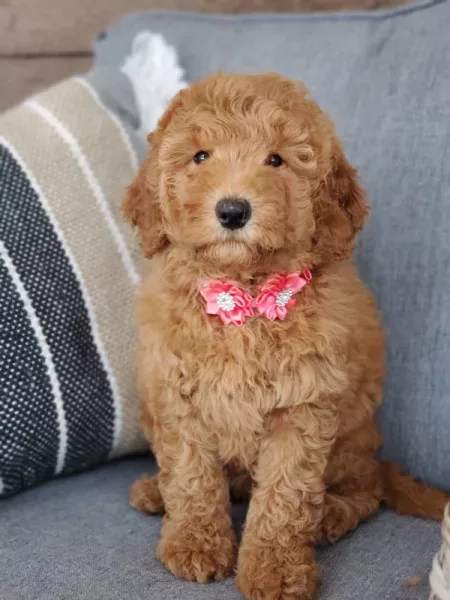 mini goldendoodle washington state