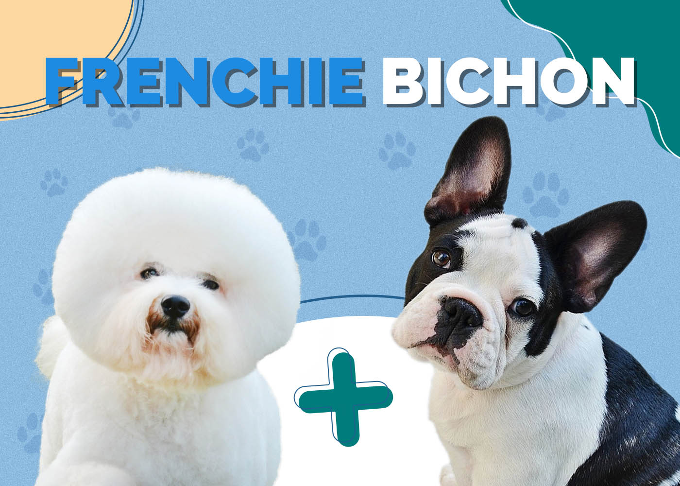 bichon frise french bulldog mix