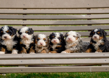 bernedoodle breeders indiana