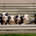 bernedoodle breeders indiana