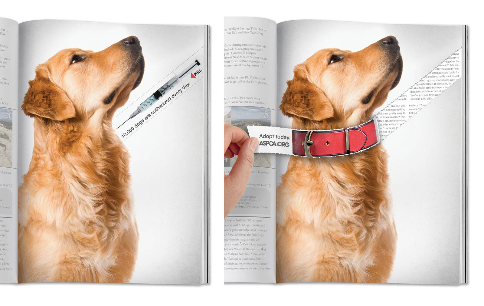 dog print advertisements