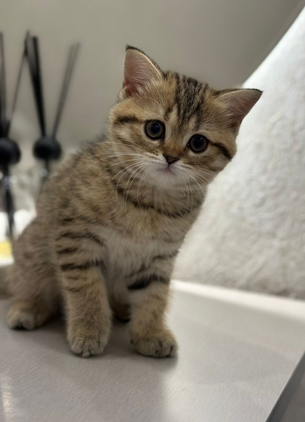 where can i buy a cat near me