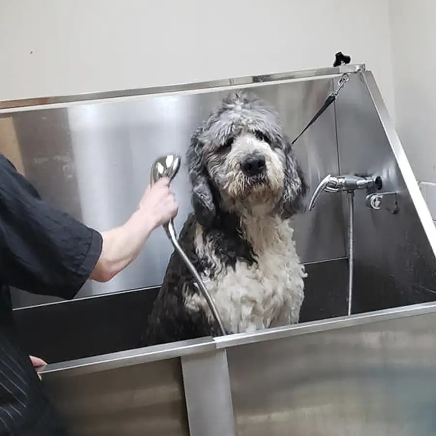 pet grooming springfield il