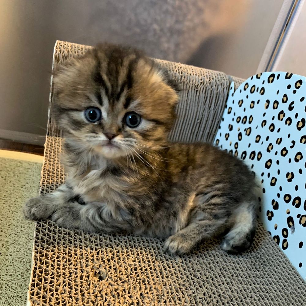 buying kittens near me