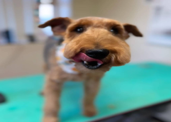 pet grooming springfield il