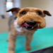 pet grooming springfield il